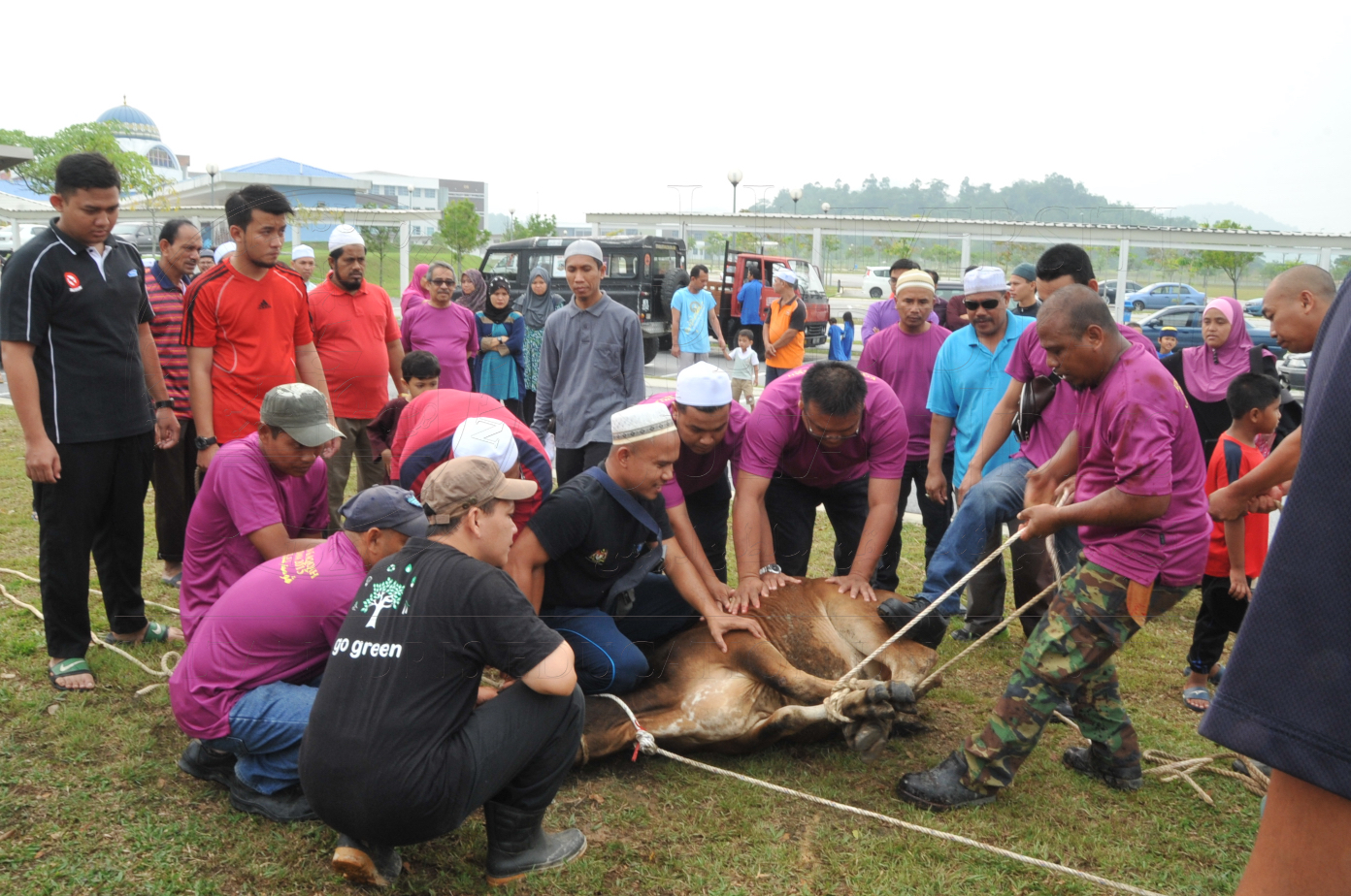 PRO15 150 KORBAN HAS 6735